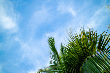 Coconut leaf green cloud sky background.