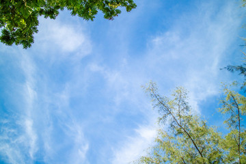 Green foliage background cloudy sky