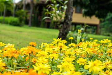 Beautiful yellow flowers Planted in the garden.
