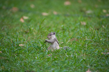 Roaming like a hotwheels in backyard