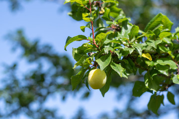 Aprikosen am Baum