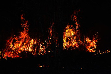Fire, Fire burning forest, Forest fire at night (Selective focus)