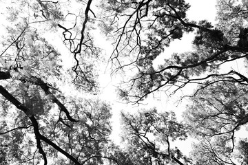 Leafless branches isolated on white background