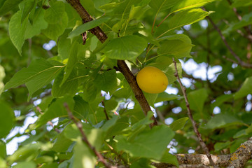 Frische Aprikosen am Baum