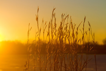 Fototapeta premium Morning grass