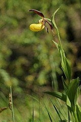 Gelber Frauenschuh (Cypripedium calceolus) 
