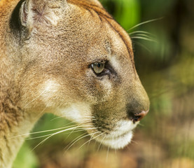 Puma Cat Portrait