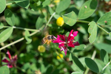 Anflug einer Biene auf Blüte