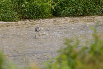 Heron stands in a river and hunts fish
