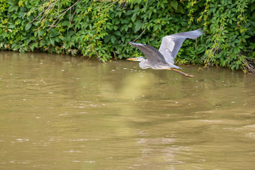 heron flies over the river