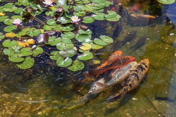 Lilies and trout in the pond of the Riviera Park. Sochi.