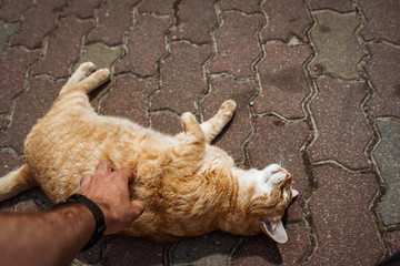 street cat playing with a passer by
