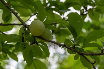 Frische Aprikosen am Obstbaum