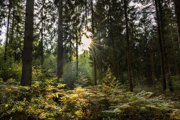forêt ensoleillée, France 