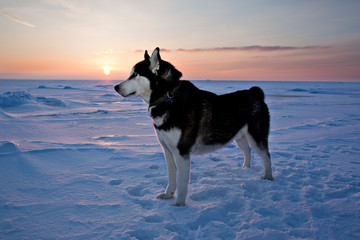 Dog breed Siberian Husky in the rays of the setting sun on the frozen Baltic Sea