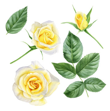 Fototapeta Set of design elements watercolor yellow roses: flowers, leaves, bud. For wedding, greeting, flower logo design.