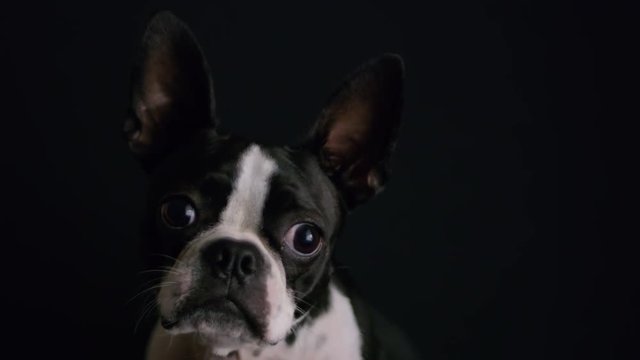 Adorable Boston Terrier Puppy Close Up On Black Background 1.mov