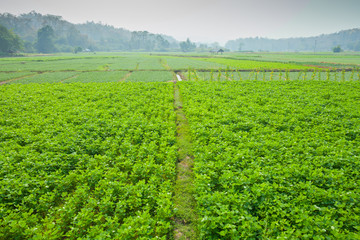 Fototapeta na wymiar A Green field of choy sum is growth at vegetable garden farm located at north of thailand