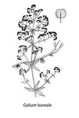 Naklejka premium Galium boreale handdrawn illustration