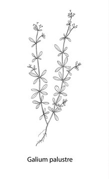 Galium palustre botanical draw