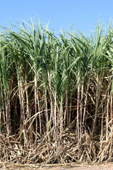 Sugar cane plants grow in field, Plantation Sugar cane tree farm, Background of sugarcane field