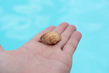 Muschel in dr Hand