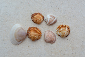 Viele Muscheln auf grauem Stein Hintergrund - Urlaub Bild