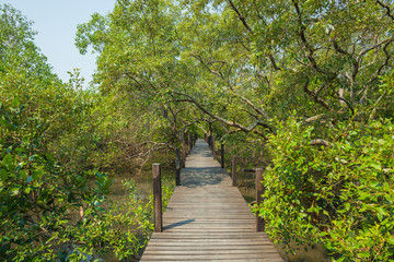 Wooden walk way thorough beside big tree