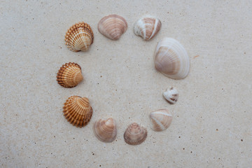 Muschel in Kreis Formation auf Stein 