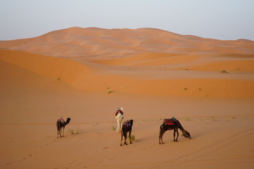 Fototapeta na wymiar desert camels