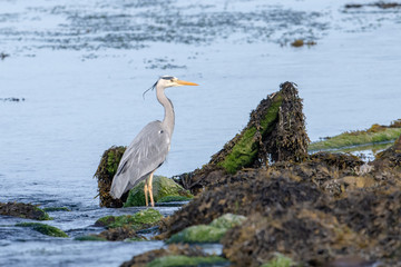 Heron
