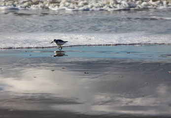 Sandpiper on shore