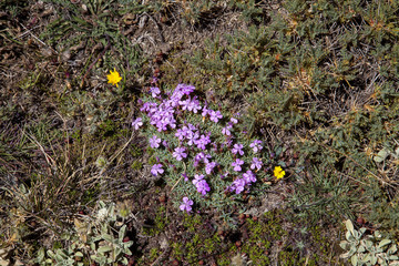 endemic wild mountain fowers in Ida Mountain ( in Turkish: Kazdagi, meaning Goose Mountain), Turkey.