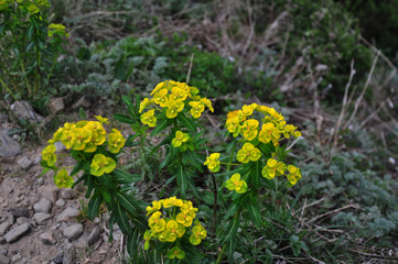 flower on the top of hill