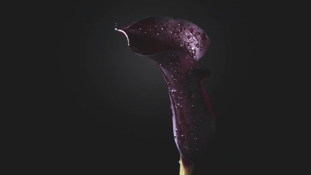 A drop of dew flows down the flower petal of a calla lilly maroon color on a black background. Slow motion, Full HD video, 240fps, 1080p.