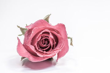 Colorful of closeup of fresh red rose on white background