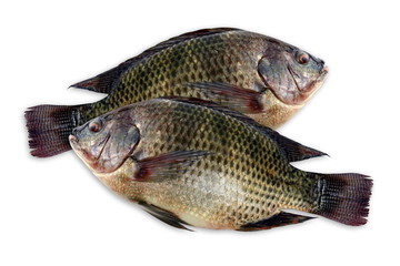 Tilapia, fresh nile tilapia fish isolated on white background