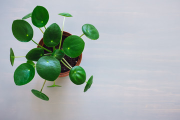 Pilea Plant on Grey Table