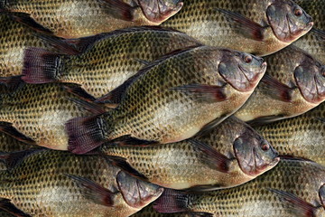 Tilapia, fresh nile tilapia fish many for background