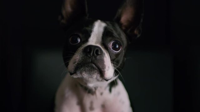 Adorable Boston Terrier Puppy Close Up On Black Background 4.mov