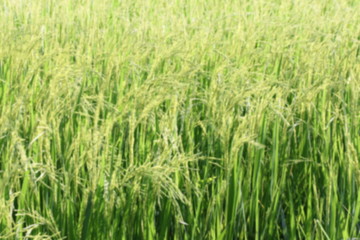 blur rice background, blurred background field rice plant paddy, field rice green background blur