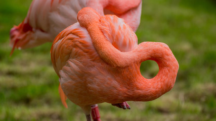 Flamingo sleeping with its neck making a perfect circle - Phoenicopterus 