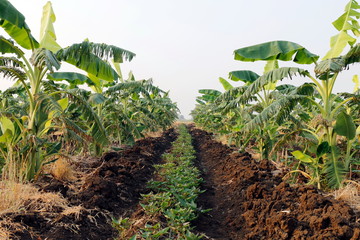 banana tree, agricultural area banana farmland, banana tree field, banana plantation