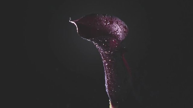 Splashes of water from the spray gun on top of the flower calla lilly maroon color, the movement of the flower on a black background. Full HD video, 240fps, 1080p.
