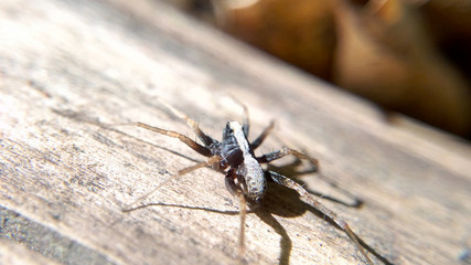 Spider gray macro sunny day blurred background, insect predator closeup
