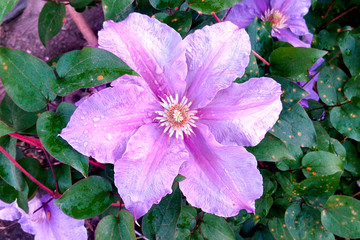 Clematis purple with drops of fresh dew on a summer morning