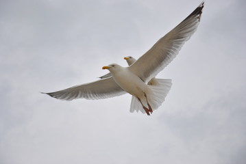 Two birds flying