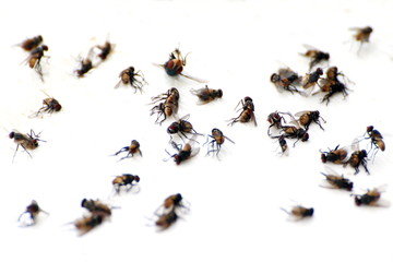 fly, pile fly, many the bulk of the flies fly dead on white ground, flies are carriers of typhoid...