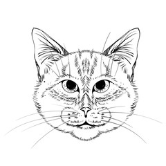 Cat head, vector, black lines