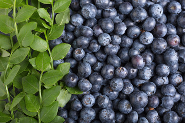  Ripe and juicy fresh picked blueberries closeup.